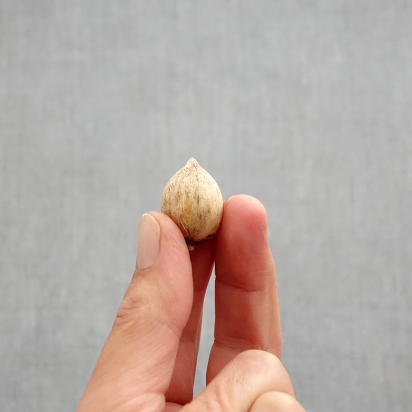 Esemplare di Iris reticulata Mars Landing - Giaggiolo Bulbo taglia 5+ come consegnato in autunno