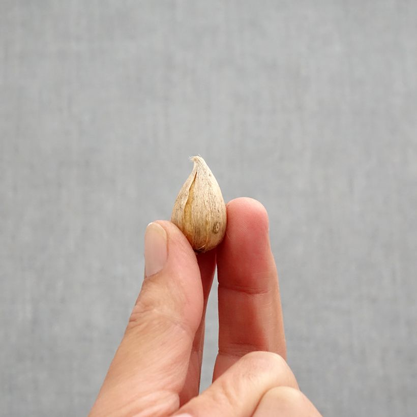 Esemplare di Iris reticulata Natascha - Giaggiolo Bulbo taglia 5+ come consegnato in autunno