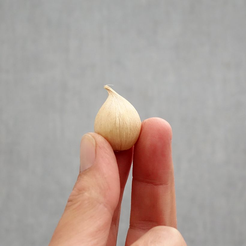 Esemplare di Iris reticulata Orange Glow - Giaggiolo Bulbo taglia 6+ come consegnato in autunno