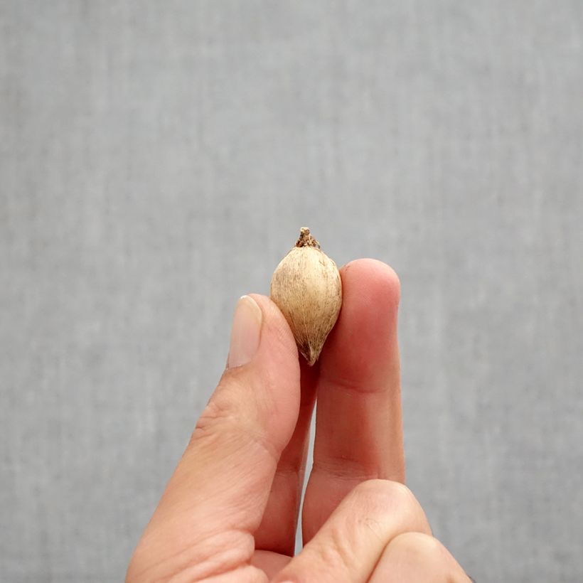 Esemplare di Iris reticulata Polar Ice - Giaggiolo Bulbo taglia 5+ come consegnato in autunno