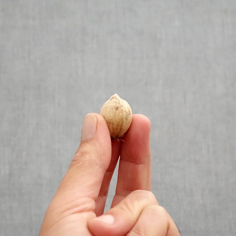 Esemplare di Iris reticulata Splish Splash - Giaggiolo Bulbo taglia 5+ come consegnato in autunno