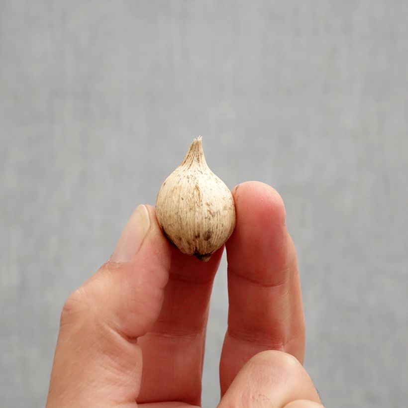 Esemplare di Iris reticulata Spot On - Giaggiolo Bulbo taglia 5+ come consegnato in autunno