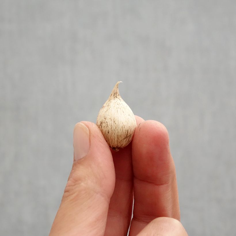 Esemplare di Iris reticulata White Caucasus - Giaggiolo Bulbo taglia 5+ come consegnato in autunno