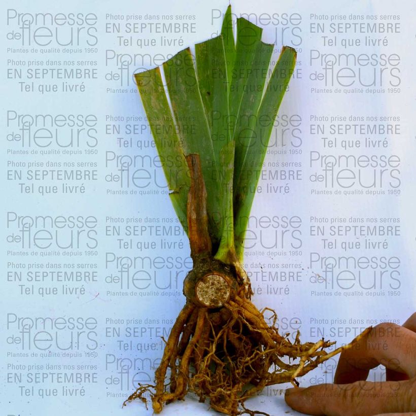 Esempio di esemplare Iris germanica Royal Intrigue - Giaggiolo paonazzo Vasetto da 8/9 cm come consegnato