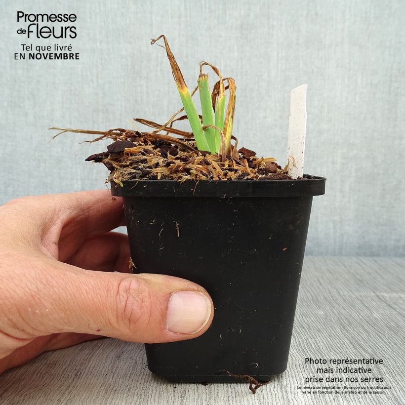 Esemplare di Iris setosa - Giaggiolo Vasetto da 8/9 cm come consegnato in autunno