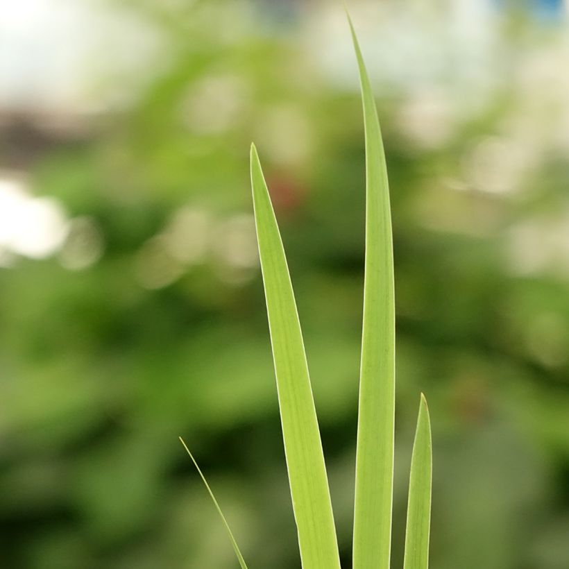 Iris setosa - Giaggiolo (Fogliame)
