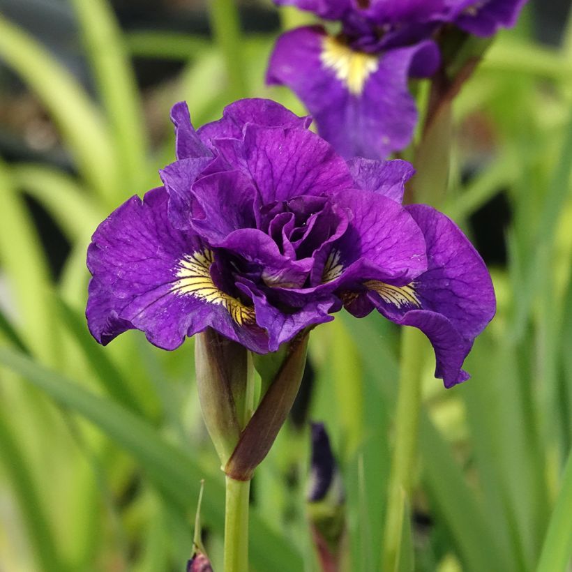 Iris sibirica Bundle of Joy - Giaggiolo siberiano (Fioritura)