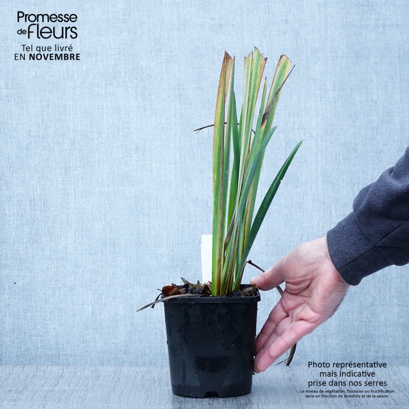 Esemplare di Iris sibirica Bundle of Joy - Giaggiolo siberiano Vaso da 1,5L/2L come consegnato in autunno