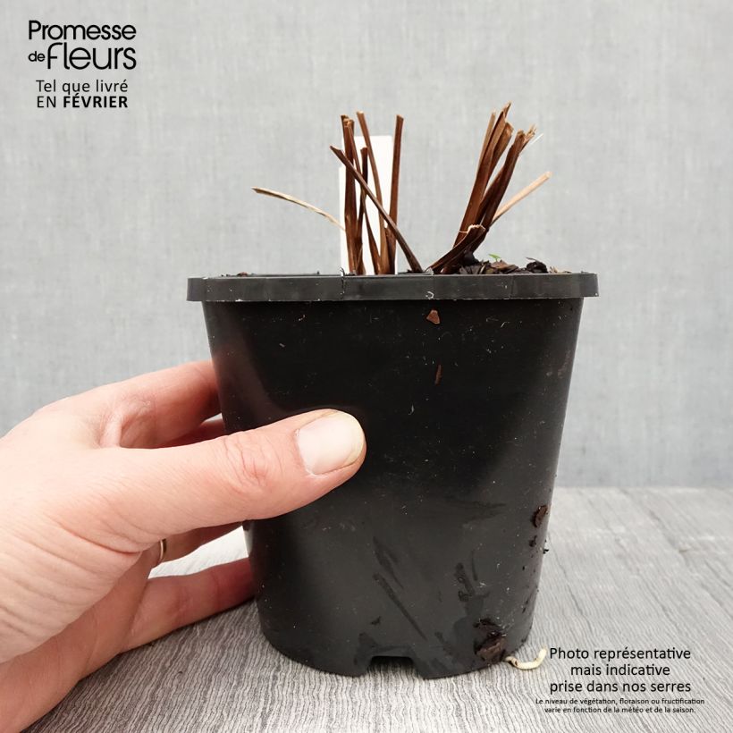 Iris sibirica Bundle of Joy - Giaggiolo siberiano Vaso da 1,5L/2L esemplare consegnato in inverno