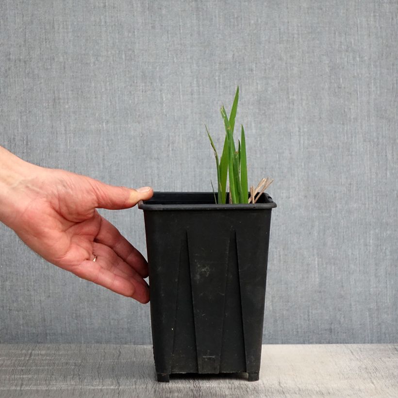 Iris sibirica Bundle of Joy - Giaggiolo siberiano Vaso da 1,5L/2L esemplare consegnato in primavera