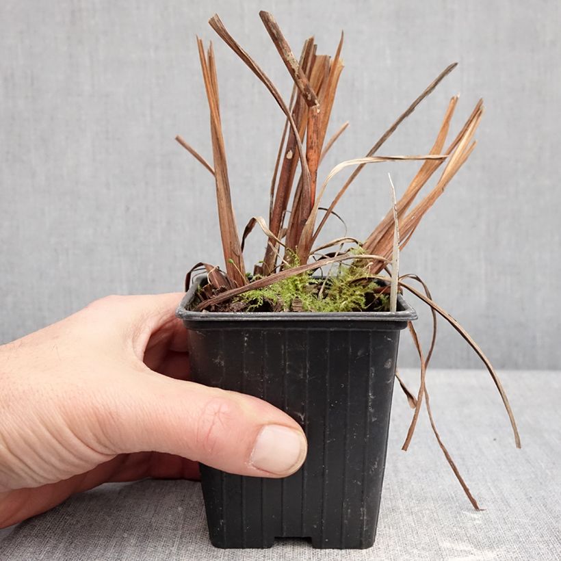 Iris sibirica Chartreuse Bounty - Giaggiolo siberiano Vasetto da 8/9 cm esemplare consegnato in inverno