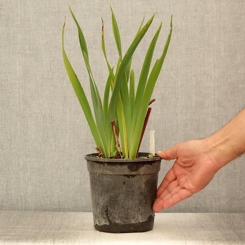 Esemplare di Iris sibirica Colonel Mustard - Giaggiolo siberiano Vaso da 2L/3L consegnato in estate
