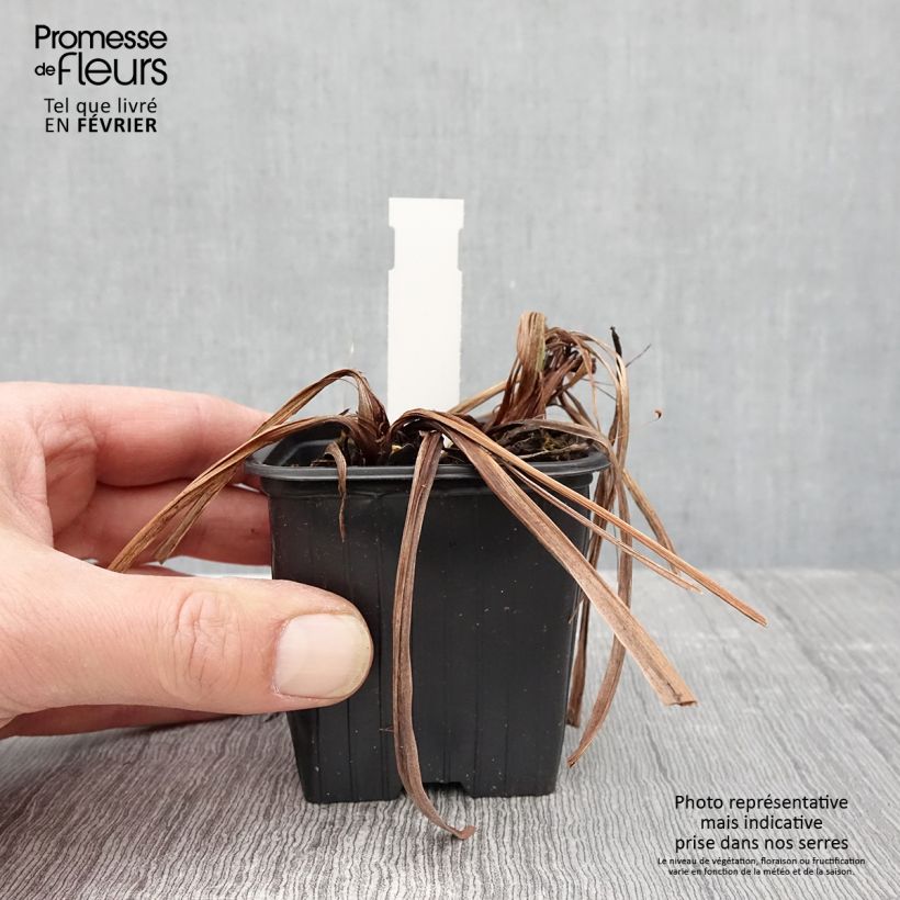 Iris sibirica Concord Crush - Giaggiolo siberiano Vasetto da 8/9 cm esemplare consegnato in inverno