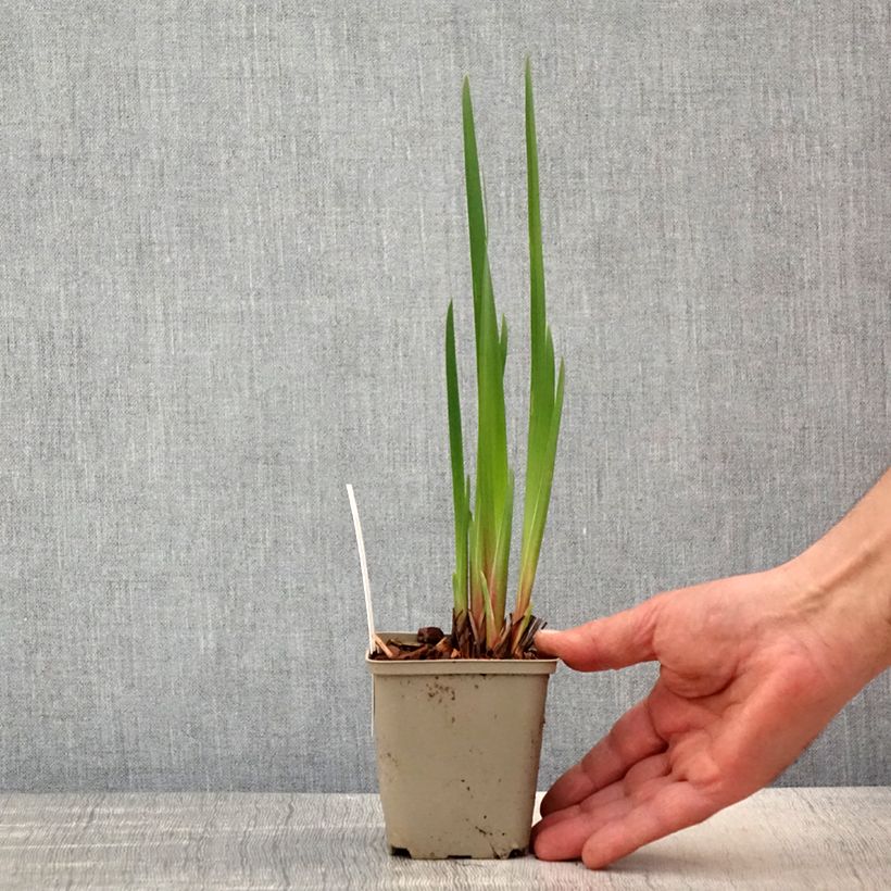 Iris sibirica Concord Crush - Giaggiolo siberiano Vasetto da 8/9 cm esemplare consegnato in primavera