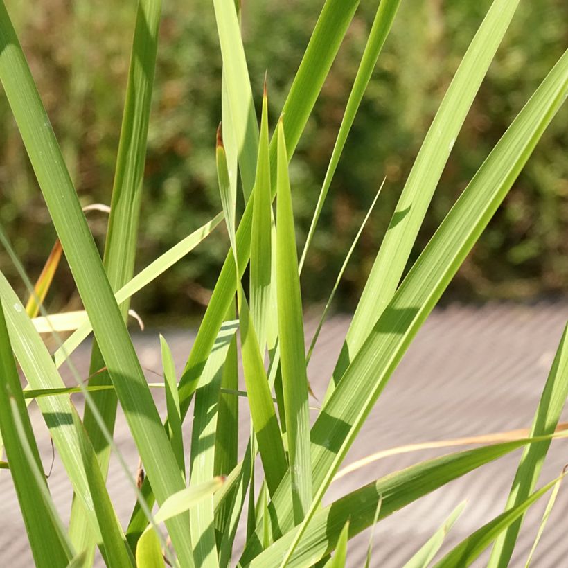 Iris sibirica Concord Crush - Giaggiolo siberiano (Fogliame)