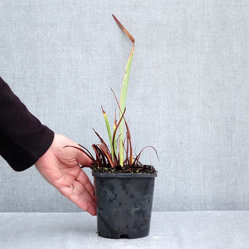 Esemplare di Iris sibirica Concord Crush - Giaggiolo siberiano Vaso da 1,5L/2L come consegnato in autunno