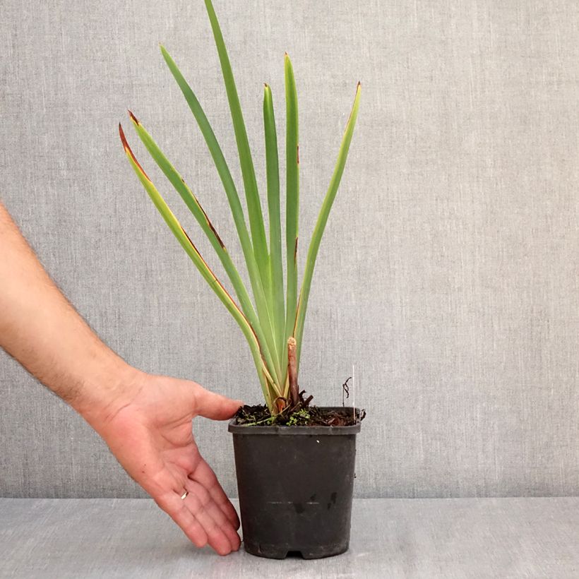 Esemplare di Iris sibirica Concord Crush - Giaggiolo siberiano Vaso da 1,5L/2L consegnato in estate