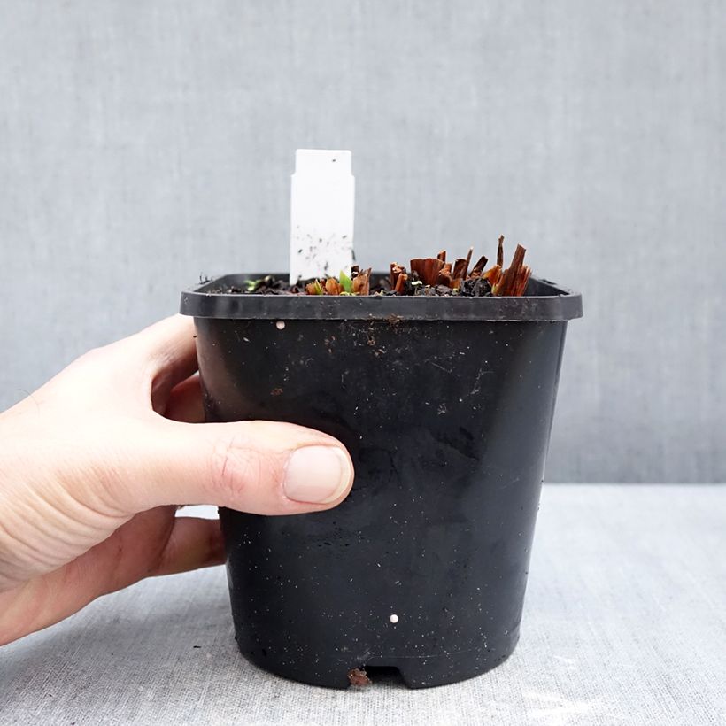 Iris sibirica Concord Crush - Giaggiolo siberiano Vaso da 1,5L/2L esemplare consegnato in inverno