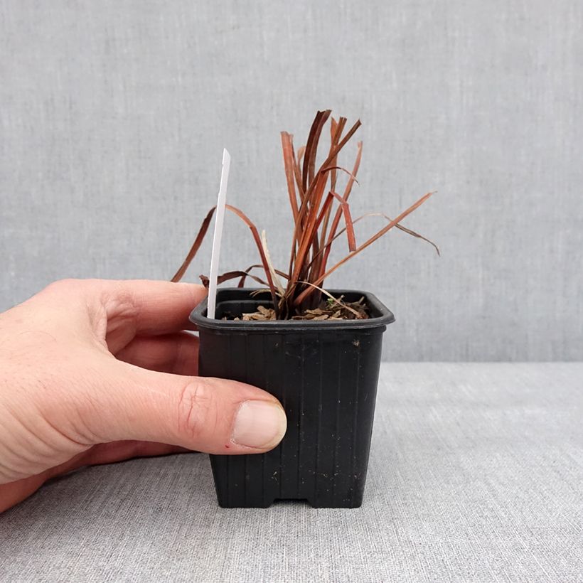 Iris sibirica Cool Spring - Giaggiolo siberiano Vasetto da 8/9 cm esemplare consegnato in inverno