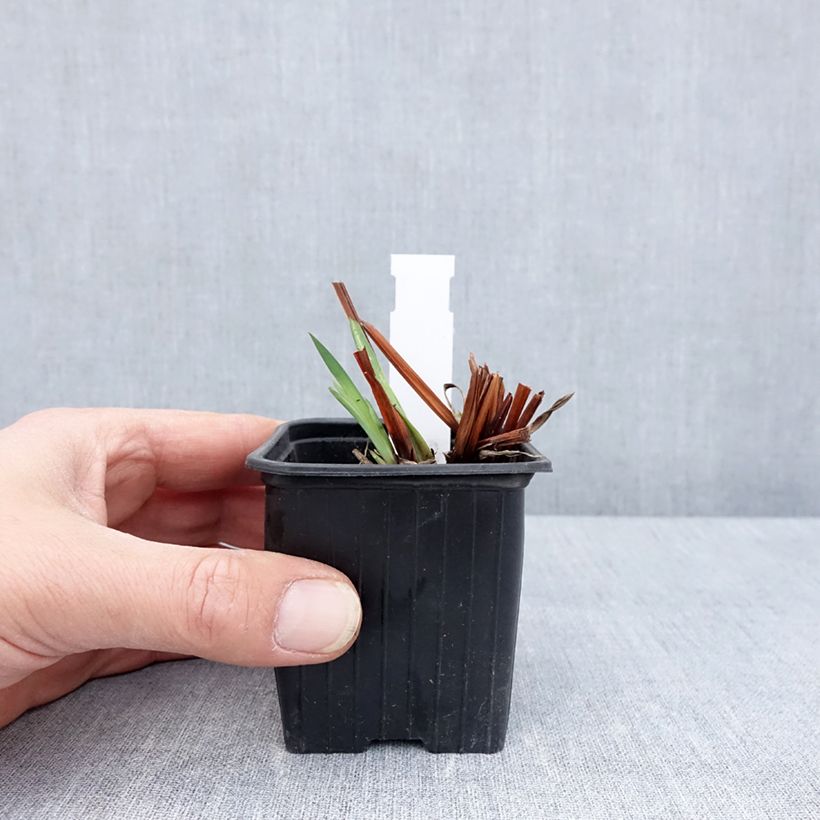 Iris sibirica Cool Spring - Giaggiolo siberiano Vasetto da 8/9 cm esemplare consegnato in primavera