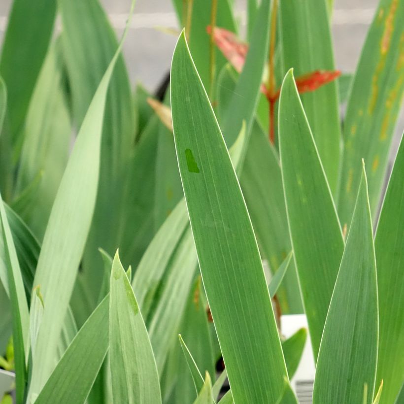 Iris sibirica Dance Ballerina Dance - Giaggiolo siberiano (Fogliame)
