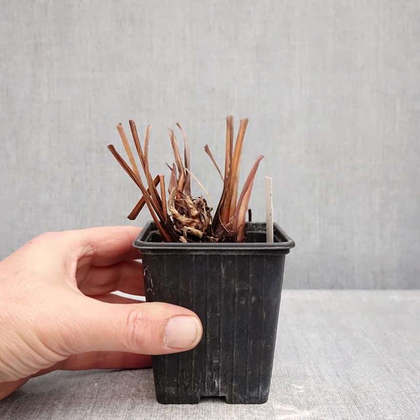 Iris sibirica Dance Ballerina Dance - Giaggiolo siberiano Vasetto da 8/9 cm esemplare consegnato in inverno