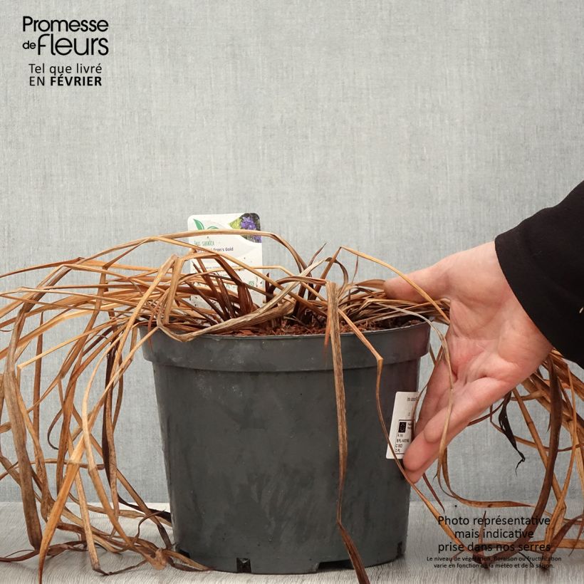 Iris sibirica Fran's gold - Giaggiolo siberiano Vaso da 2L/3L esemplare consegnato in inverno