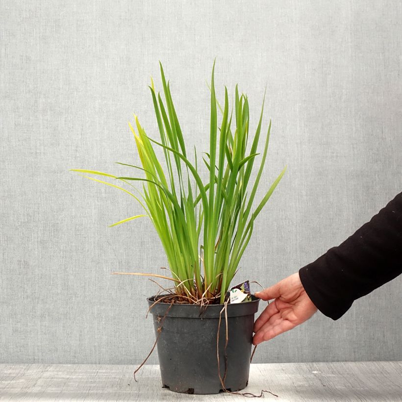 Iris sibirica Fran's gold - Giaggiolo siberiano Vaso da 2L/3L esemplare consegnato in primavera