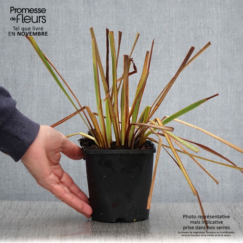 Esemplare di Iris sibirica Imperial Opal - Giaggiolo siberiano Vaso da 1,5L/2L come consegnato in autunno
