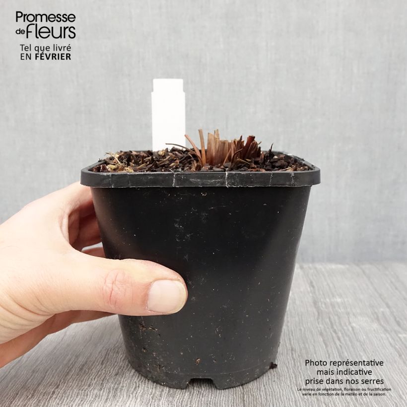 Iris sibirica Imperial Opal - Giaggiolo siberiano Vaso da 1,5L/2L esemplare consegnato in inverno