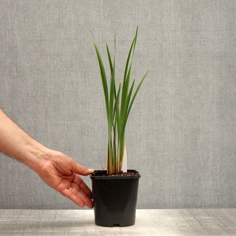 Iris sibirica Imperial Opal - Giaggiolo siberiano Vaso da 1,5L/2L esemplare consegnato in primavera