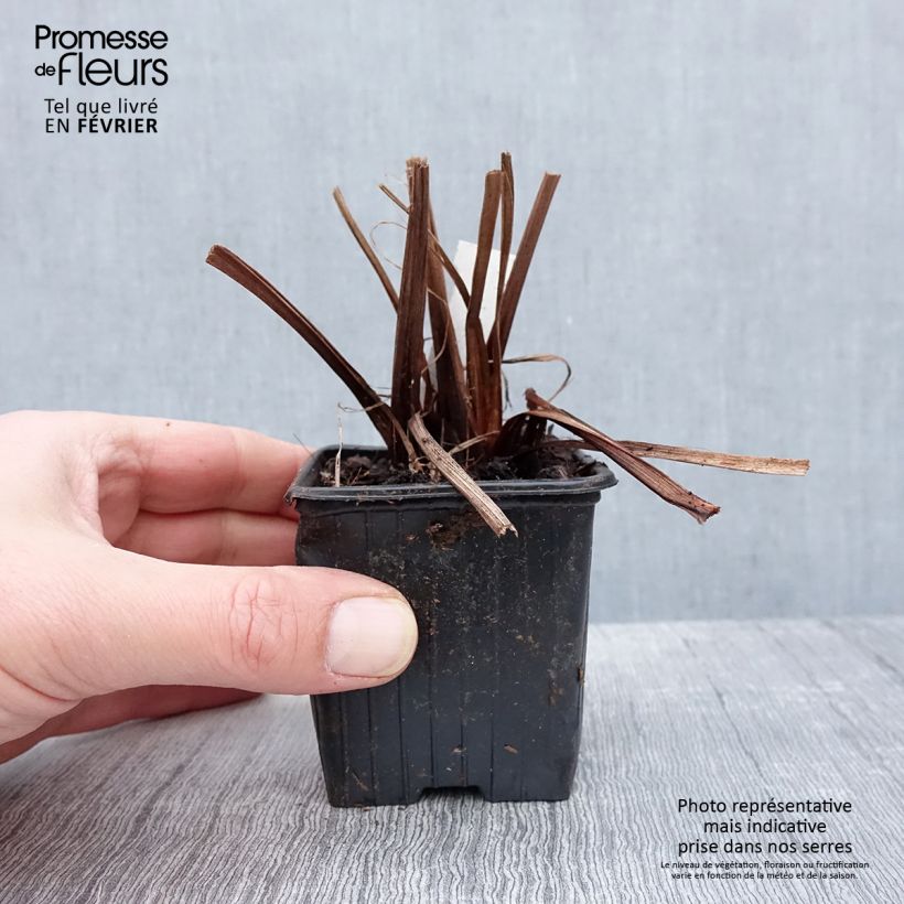 Iris sibirica Not Quite White - Giaggiolo siberiano Vasetto da 8/9 cm esemplare consegnato in inverno