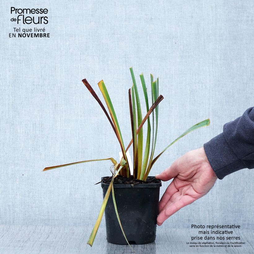 Esemplare di Iris sibirica Paprikash - Giaggiolo siberiano Vaso da 1,5L/2L come consegnato in autunno