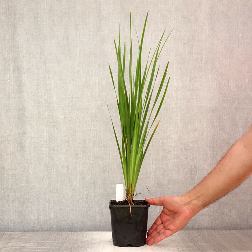 Esemplare di Iris sibirica Paprikash - Giaggiolo siberiano Vaso da 1,5L/2L consegnato in estate