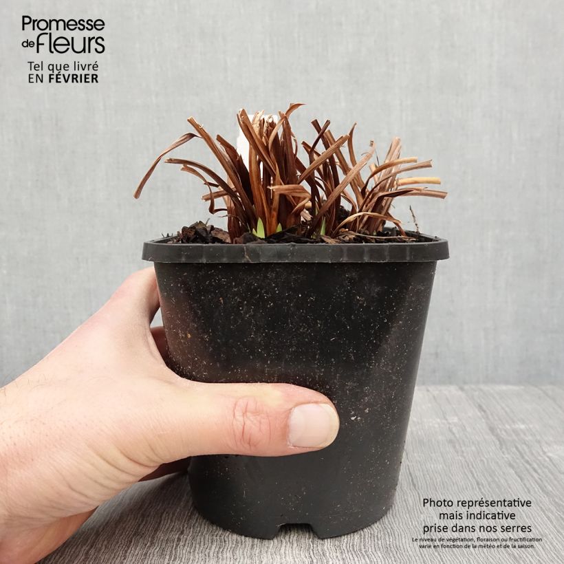 Iris sibirica Paprikash - Giaggiolo siberiano Vaso da 1,5L/2L esemplare consegnato in inverno