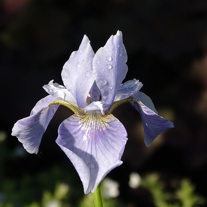 Iris sibirica Perry's Blue - Giaggiolo siberiano (Fioritura)
