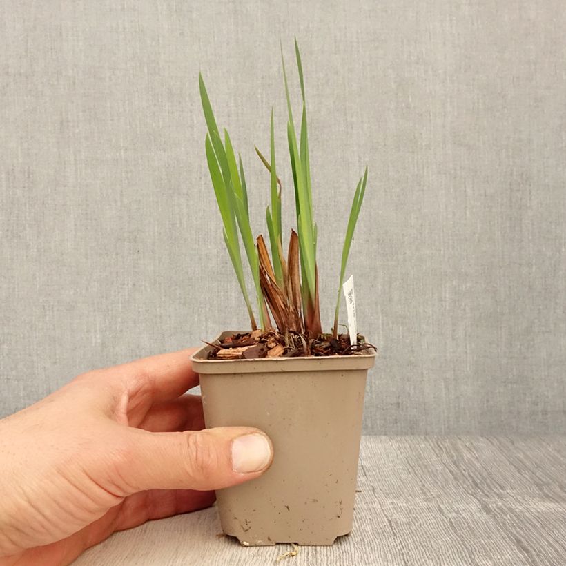 Iris sibirica Persimmon - Giaggiolo siberiano Vasetto da 8/9 cm esemplare consegnato in primavera