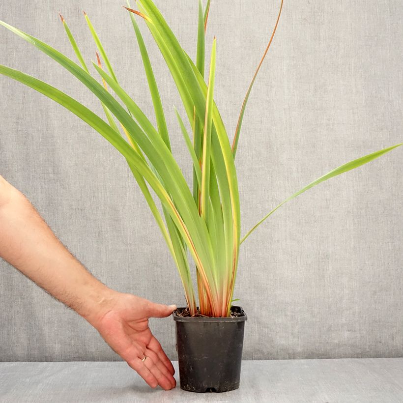 Esemplare di Iris sibirica Pink Parfait - Iris de Sibérie Vaso da 1,5L/2L consegnato in estate