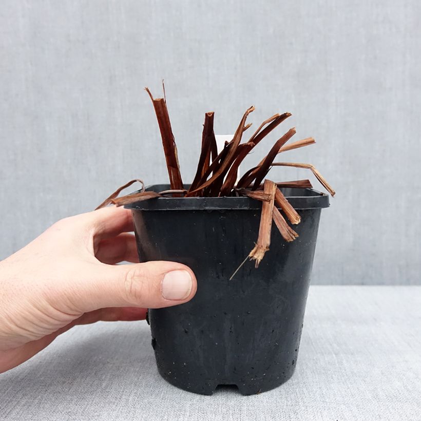 Iris sibirica Pink Parfait - Iris de Sibérie Vaso da 1,5L/2L esemplare consegnato in inverno