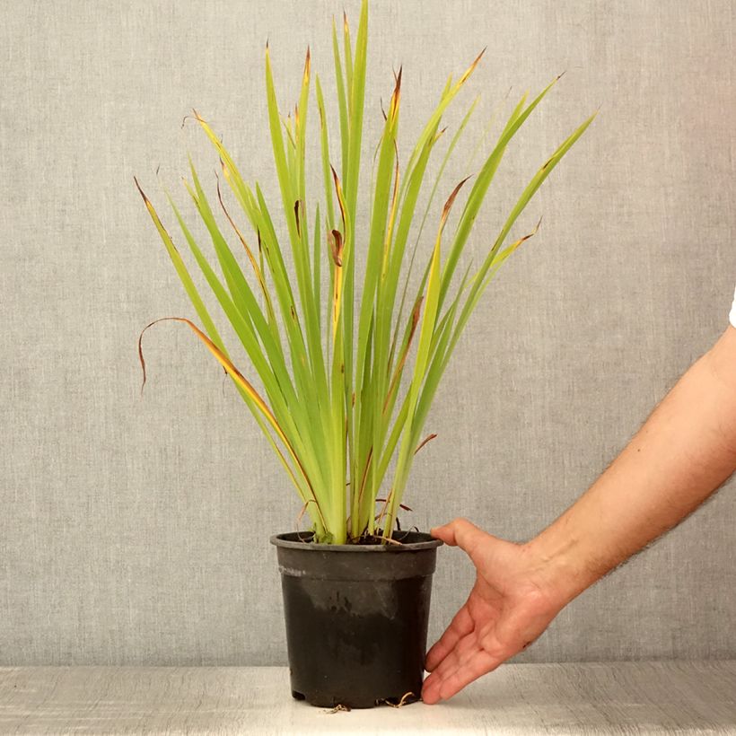 Esemplare di Iris sibirica Purplelicious - Giaggiolo siberiano Vaso da 2L/3L consegnato in estate