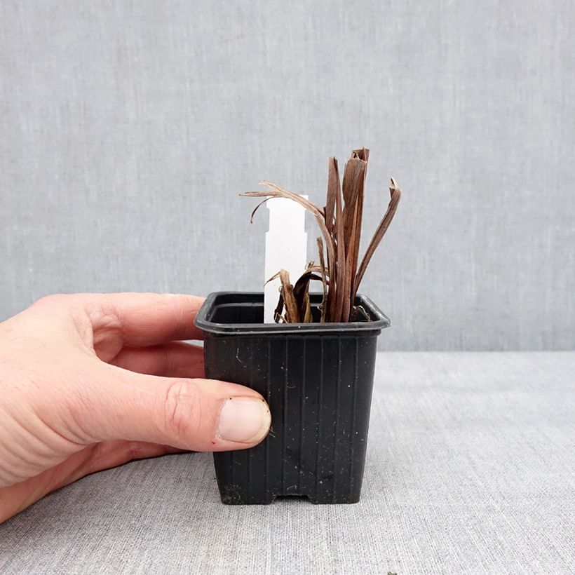 Iris sibirica Weisser Orient - Giaggiolo siberiano Vasetto da 8/9 cm esemplare consegnato in inverno