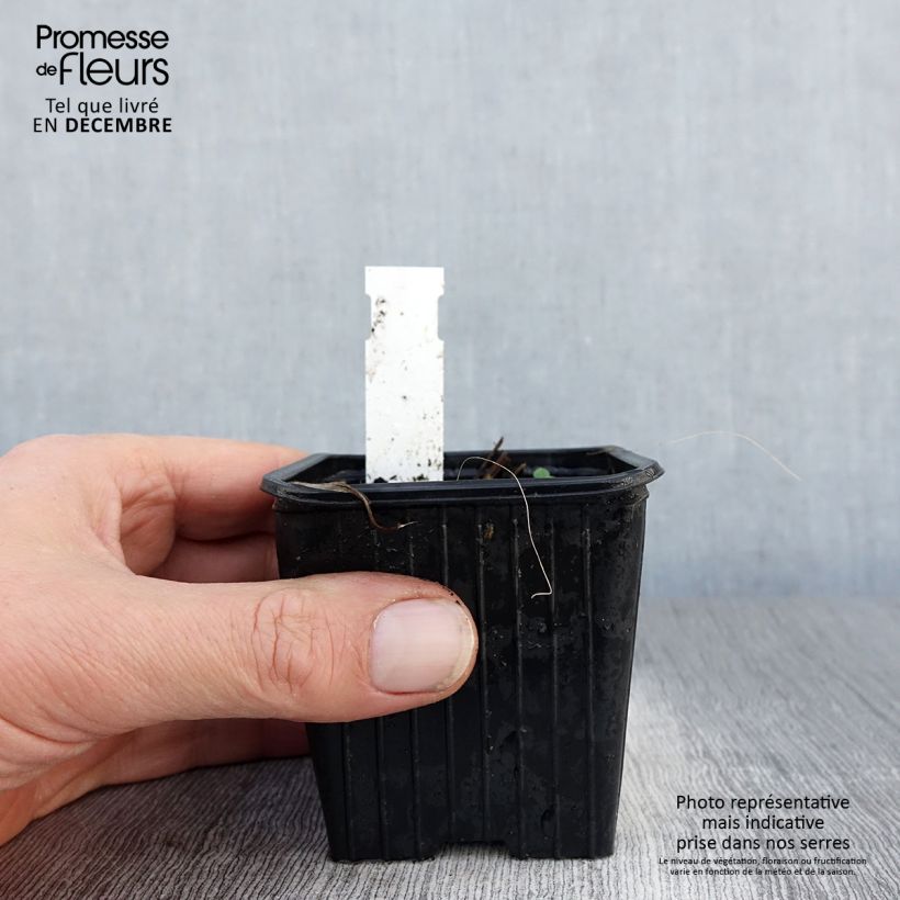 Iris tectorum - Giaggiolo dei tetti Vasetto da 8/9 cm esemplare consegnato in inverno