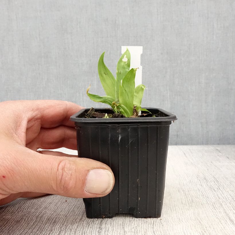 Iris tectorum - Giaggiolo dei tetti Vasetto da 8/9 cm esemplare consegnato in primavera