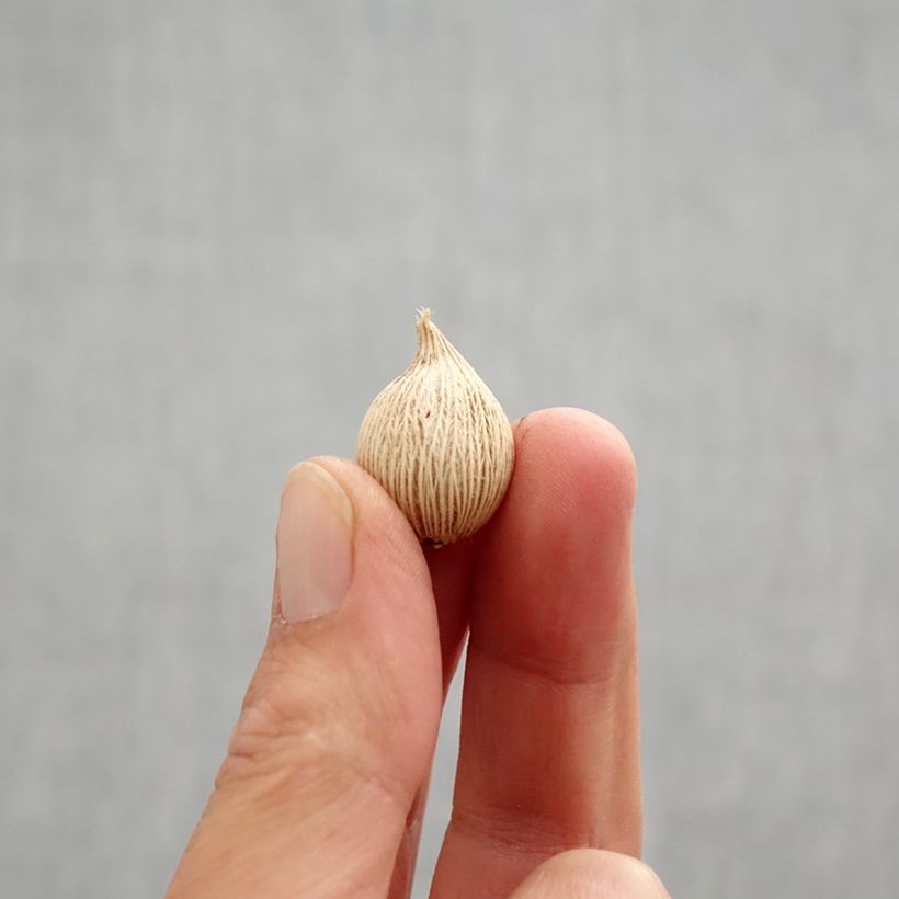 Esemplare di Iris winogradowii - Giaggiolo Bulbo taglia 5+ come consegnato in autunno