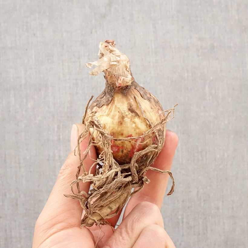 Hymenocallis festalis White Bulbo taglia 16+ esemplare consegnato in primavera