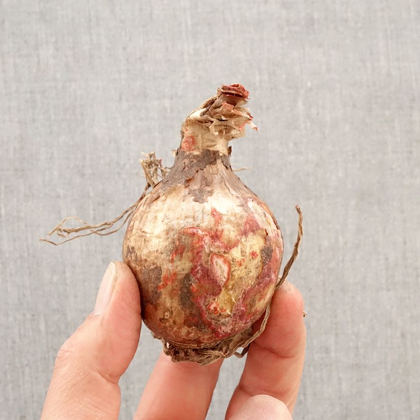 Hymenocallis festalis Zwanenburg Bulbo taglia 14+ esemplare consegnato in primavera