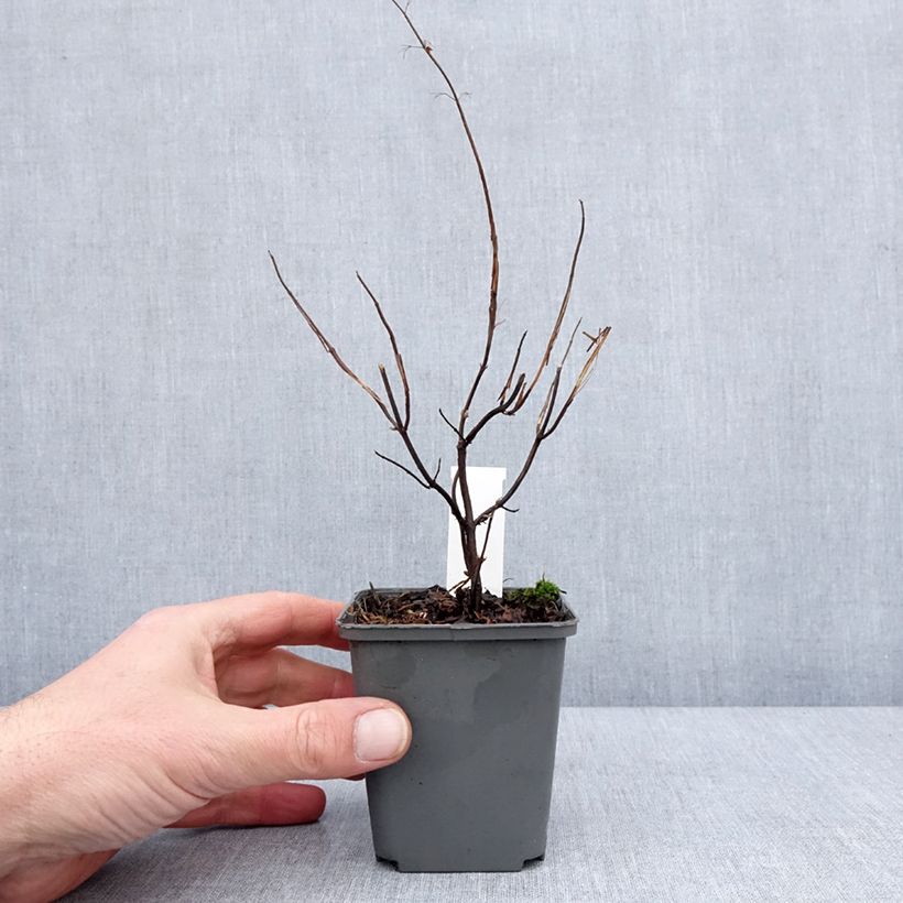 Isodon effusus Vasetto da 8/9 cm esemplare consegnato in inverno