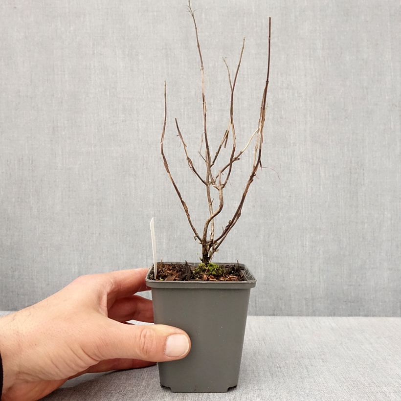 Isodon effusus Vasetto da 8/9 cm esemplare consegnato in primavera