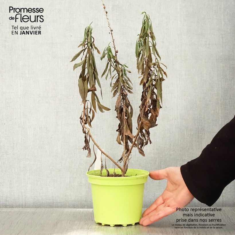 Isoplexis isabelliana Bella Vaso da 2L/3L esemplare consegnato in inverno