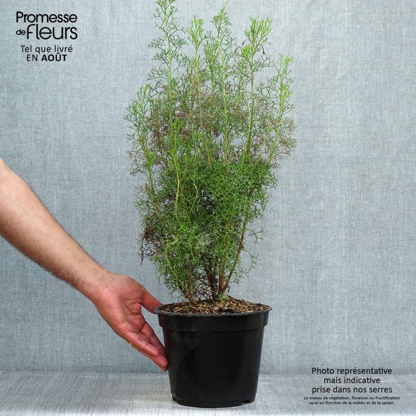 Esemplare di Isopogon formosus Vaso da 3L/4L consegnato in estate